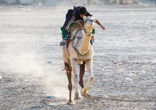 a man racing a camel during a traditional wedding, Qeshm Island, Salakh, Iran