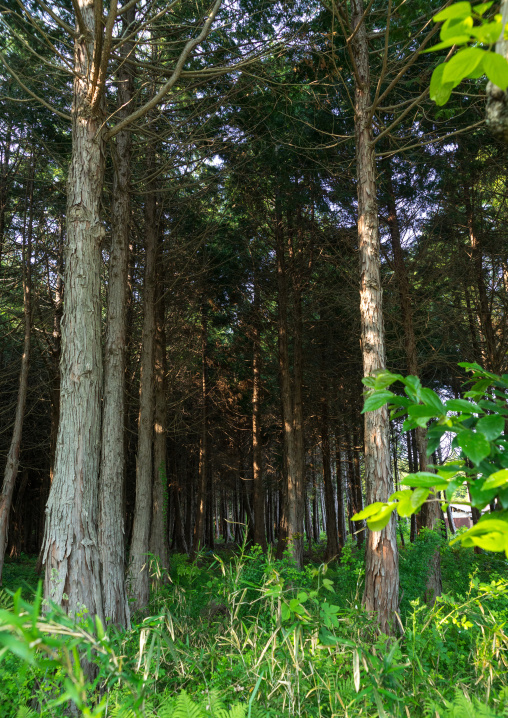 Forest in the contaminated area after the nuclear disaster, Fukushima prefecture, Naraha, Japan