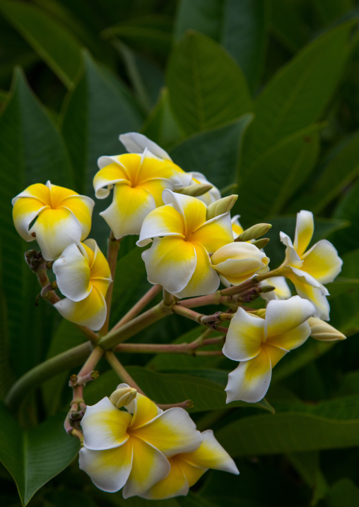 Close-up of frangipani blooming outdoors
, Yaeyama Islands, Taketomi island, Japan