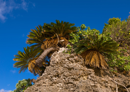 Palms in sunset beach, Yaeyama Islands, Ishigaki, Japan