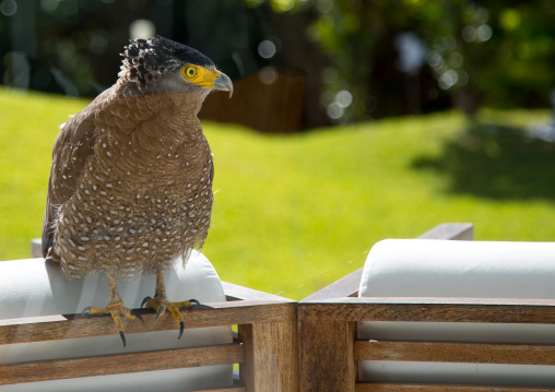 Ryukyu serpent eagle standing on the chairs of a home, Yaeyama Islands, Ishigaki, Japan