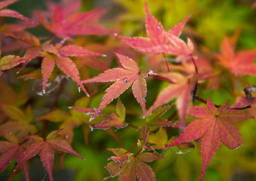 Leafs in Kokoen garden, Hypgo Prefecture, Himeji, Japan