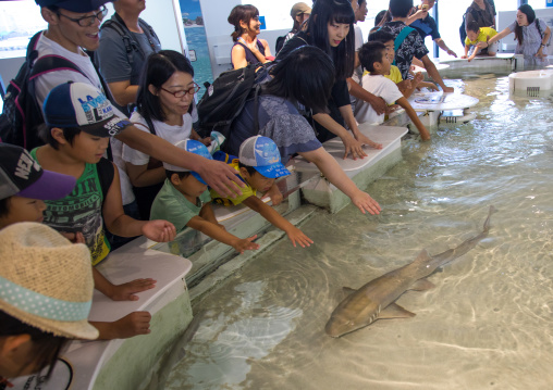 People touching a shark in the touch pool in Kaiyukan aquarium, Kansai region, Osaka, Japan