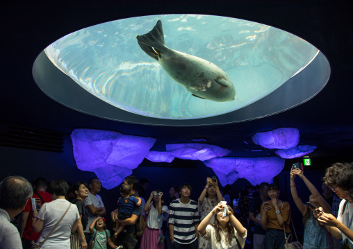 People watching harbor seals in Kaiyukan aquarium, Kansai region, Osaka, Japan