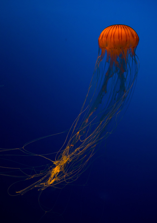 Brown jellyfish with tentacles swimming in Kaiyukan aquarium, Kansai region, Osaka, Japan