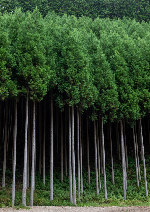 Forest, Kyoto Prefecture, Miyama, Japan