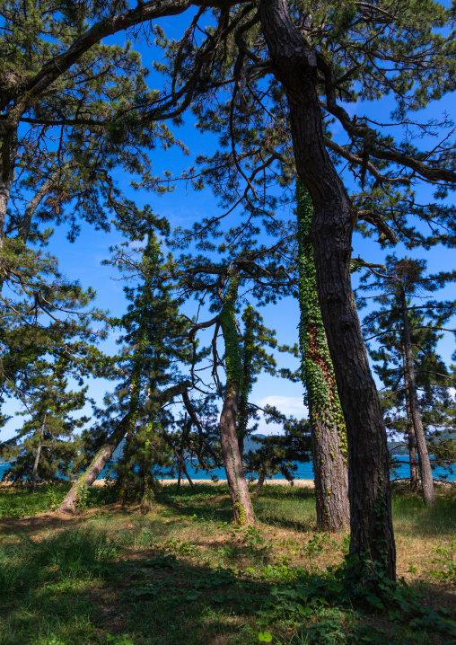 Pine trees Amanohashidate sandbar, Kyoto Prefecture, Miyazu, Japan