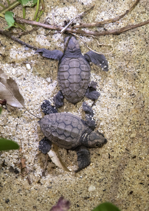 Newborn loggerhead sea turtle babies on Kurio beach, Kagoshima Prefecture, Yakushima, Japan