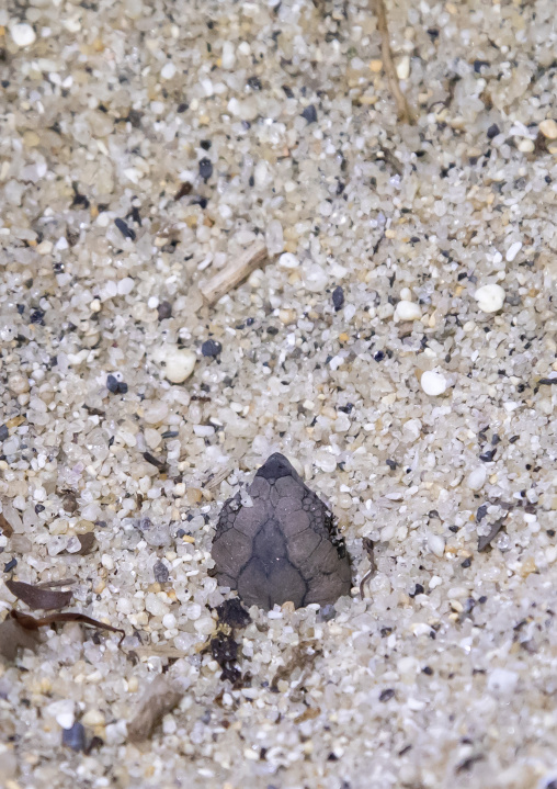 Newborn loggerhead sea turtle on Kurio beach coming out of the egg, Kagoshima Prefecture, Yakushima, Japan