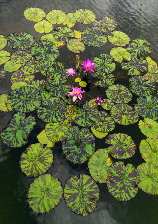 Nymphaea lotus water lily in botanic garden, Kansai region, Kyoto, Japan