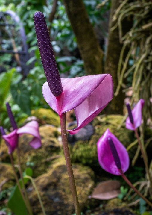 Anthurium in the Kyoto botanical garden, Kansai region, Kyoto, Japan