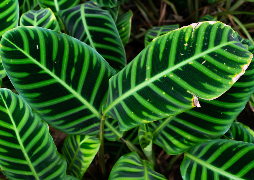 Calathea zebrina humilior in the Kyoto botanical garden, Kansai region, Kyoto, Japan