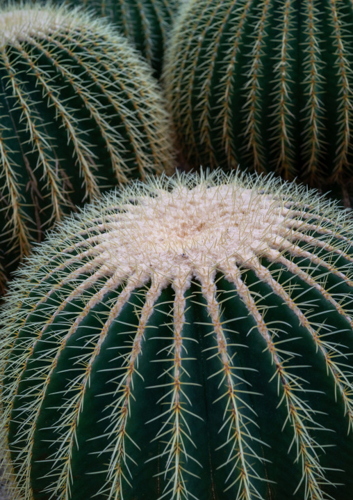 Echinocactus grusonii in the Kyoto botanical garden, Kansai region, Kyoto, Japan