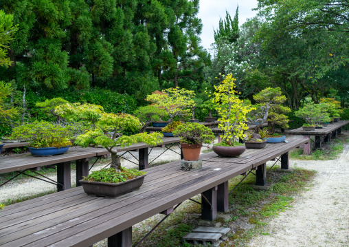 Bonsai trees in the botanic garden, Kansai region, Kyoto, Japan