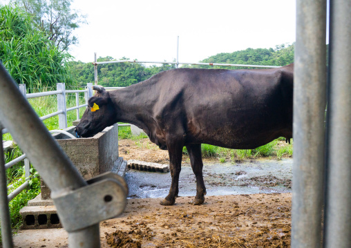 Beef in a farm, Yaeyama Islands, Iriomote, Japan