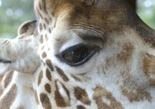 Giraffe (giraffa camelopardalis rothschildi) at giraffe center, Nairobi county, Nairobi, Kenya