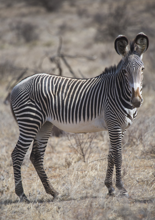 Grevys zebra in the bush, Samburu county, Samburu national reserve, Kenya