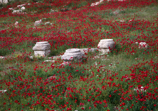 Field full of poppies and ruins, Beqaa Governorate, Baalbek, Lebanon