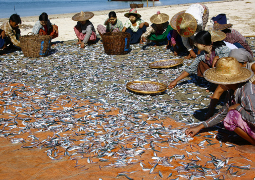 Women Putting Dried Fish In Ngapali, Myanmar