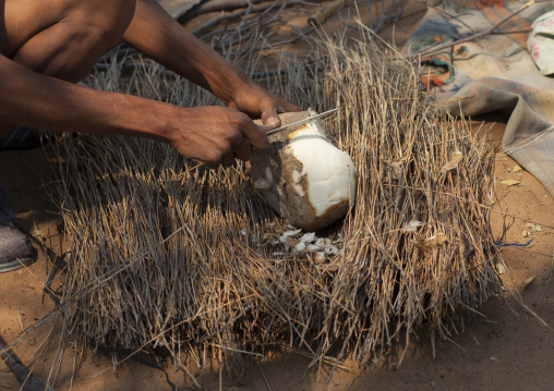 Bushman Cutting A Tuber To Drink The Liquid, Tsumkwe, Namibia