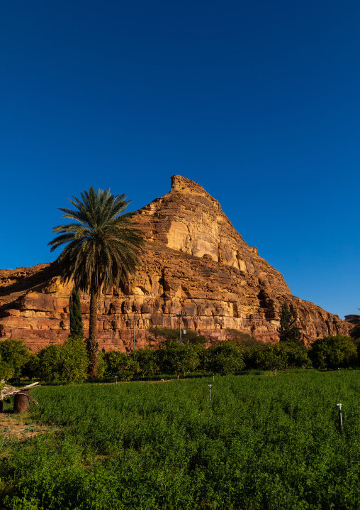 Farm in front of a mountain, Al Madinah Province, Alula, Saudi Arabia