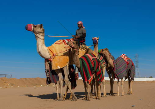 Training for camel racing in the Rub' al Khali empty quarter desert, Najran province, Hubuna, Saudi Arabia