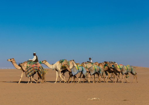 Training for camel racing in the Rub' al Khali empty quarter desert, Najran province, Hubuna, Saudi Arabia