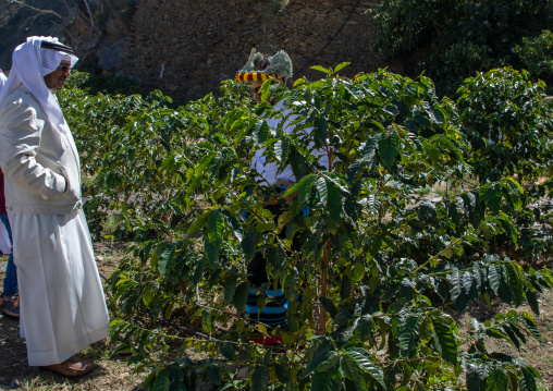 Saudi farmer in a coffee plantation, Jizan Province, Addayer, Saudi Arabia