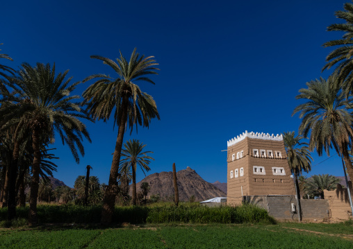 Traditional old mud house in an oasis, Najran Province, Najran, Saudi Arabia