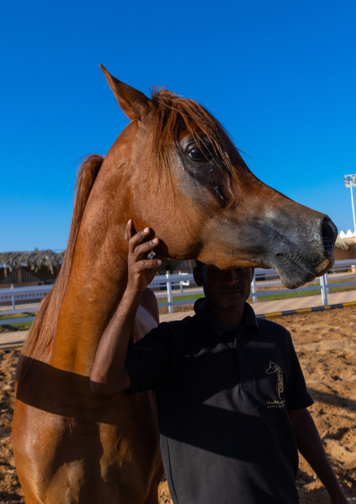 Arabian horse in alhazm stud, Najran Province, Khubash, Saudi Arabia