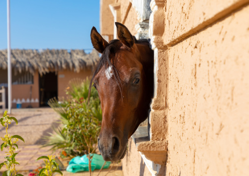 Arabian horse in its box rest in Alhazm stud, Najran Province, Khubash, Saudi Arabia