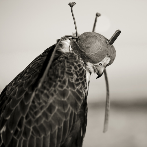 Falconr with a leather helmet, Al-Jawf Province, Sakaka, Saudi Arabia