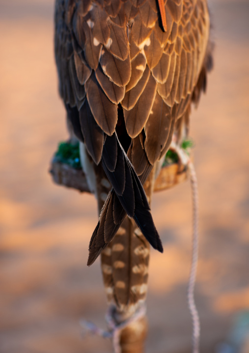 Close-up of a falcon tail, Al-Jawf Province, Sakaka, Saudi Arabia