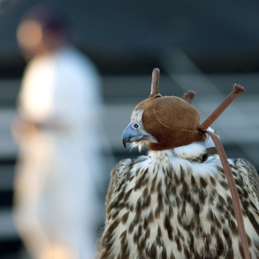 Falconr with a leather helmet, Al-Jawf Province, Sakaka, Saudi Arabia
