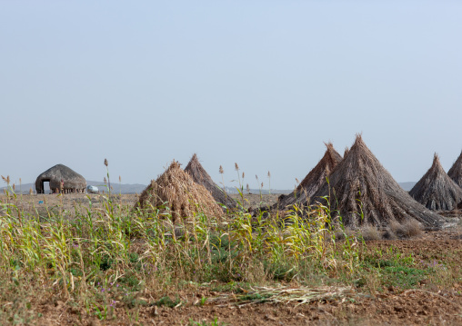 Sorghum harvest on tihama coast, Jizan Region, Jizan, Saudi Arabia