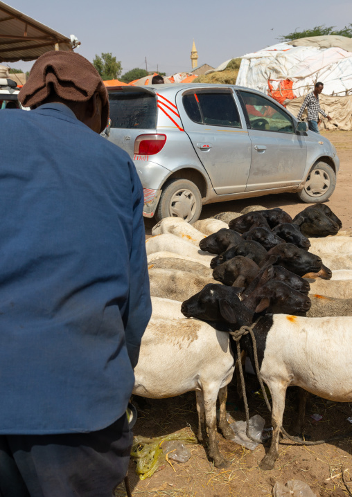 Somali man in the sheep market, Woqooyi Galbeed region, Hargeisa, Somaliland