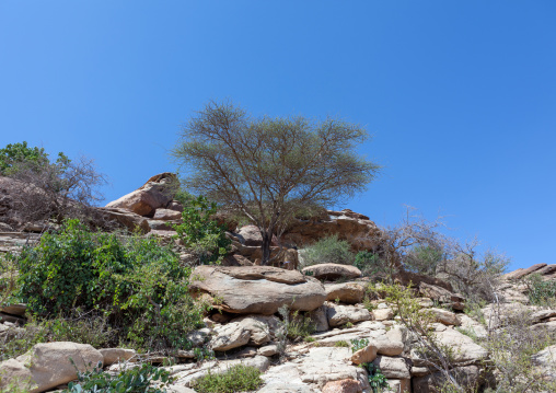 Landscape of the las geel area, Woqooyi Galbeed region, Hargeisa, Somaliland