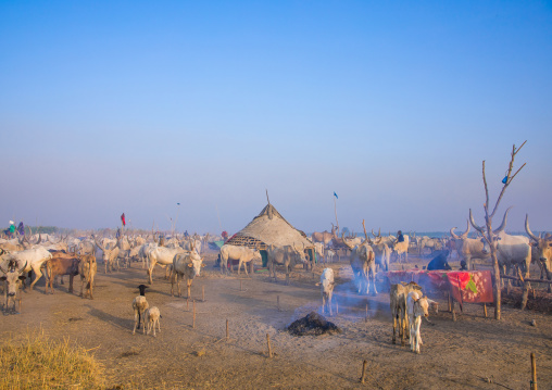 Long horns cows in a Mundari tribe camp, Central Equatoria, Terekeka, South Sudan