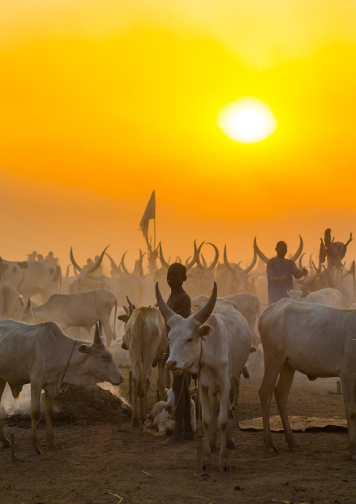 Mundari tribe long horns cows in the cattle camp in the sunset, Central Equatoria, Terekeka, South Sudan