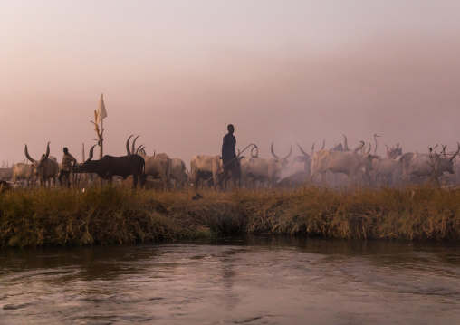 Long horns cows in a Mundari tribe camp on the banks of River Nile, Central Equatoria, Terekeka, South Sudan