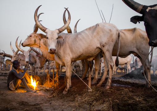 Mundari tribe boy making a campfire with dried cow dungs to repel flies and mosquitoes, Central Equatoria, Terekeka, South Sudan