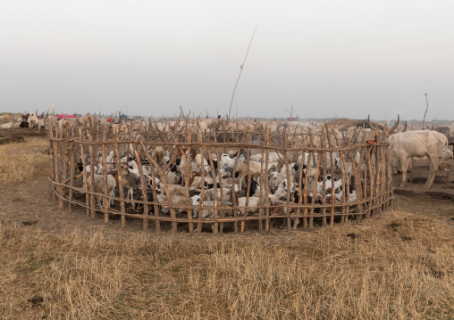 Long horns cows and sheeps in a Mundari tribe camp, Central Equatoria, Terekeka, South Sudan