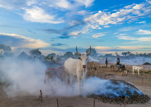 Long horns cows in a Mundari tribe camp gathering around bonfires to repel mosquitoes and flies, Central Equatoria, Terekeka, South Sudan