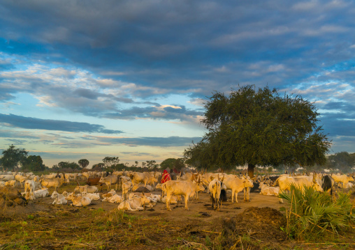 Long horns cows in a Mundari tribe camp, Central Equatoria, Terekeka, South Sudan