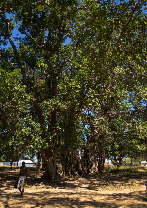 Huge trees along the white Nile, Central Equatoria, Terekeka, South Sudan