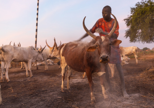 Mundari tribe man covering his cow in ash to repel flies and mosquitoes, Central Equatoria, Terekeka, South Sudan