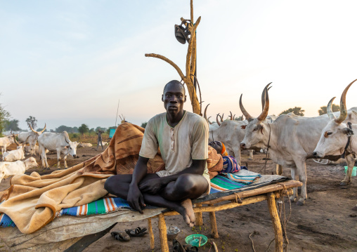 Mundari tribe man resting on a wooden bed in the middle of his long horns cows, Central Equatoria, Terekeka, South Sudan