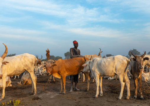 Mundari tribe man covering his cow in ash to repel flies and mosquitoes, Central Equatoria, Terekeka, South Sudan