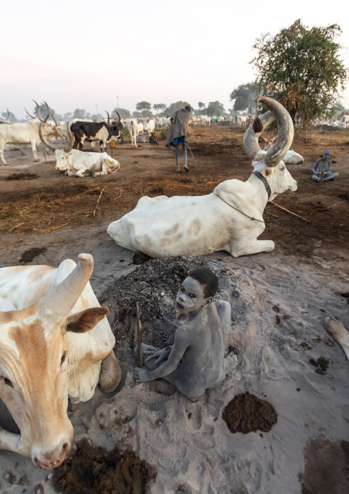 Mundari tribe boy collecting dried cow dungs to make bonfires to repel mosquitoes and flies, Central Equatoria, Terekeka, South Sudan