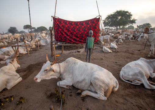 Mundari tribe boy taking care of the long horns cows in the camp, Central Equatoria, Terekeka, South Sudan